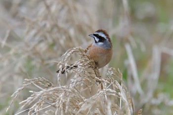 ホオジロ 三重県上野森林公園 2019年3月30日(土)