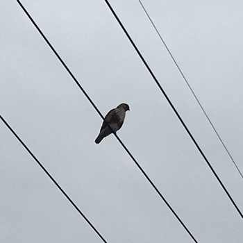 Eastern Buzzard 鳥取県気高町　気高広域農道 Sun, 3/3/2019