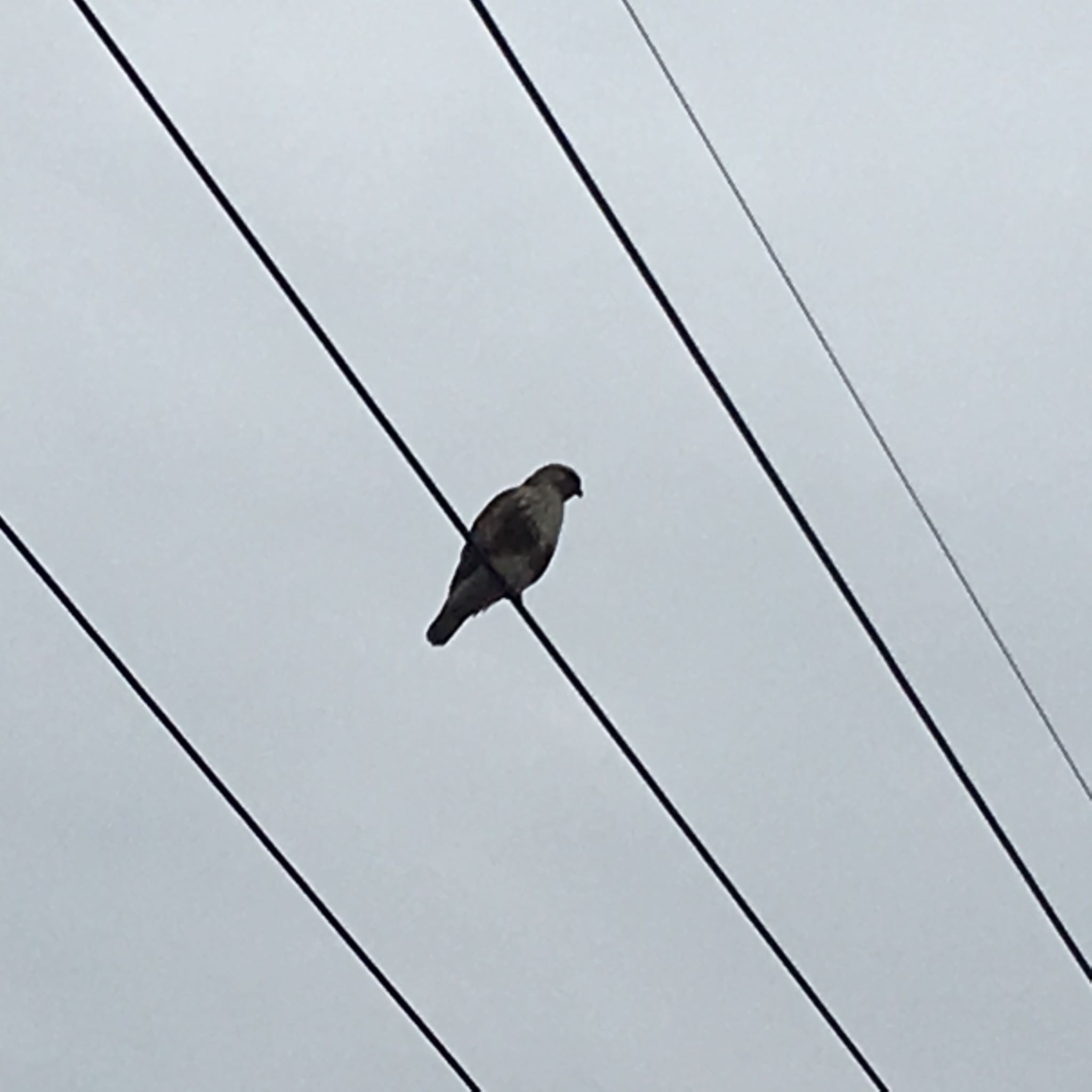 この野鳥の種類を教えてください！ by トリトリ県に引っ越して来ました！