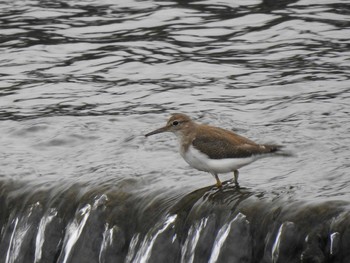 Common Sandpiper 天白川 Sat, 1/13/2024