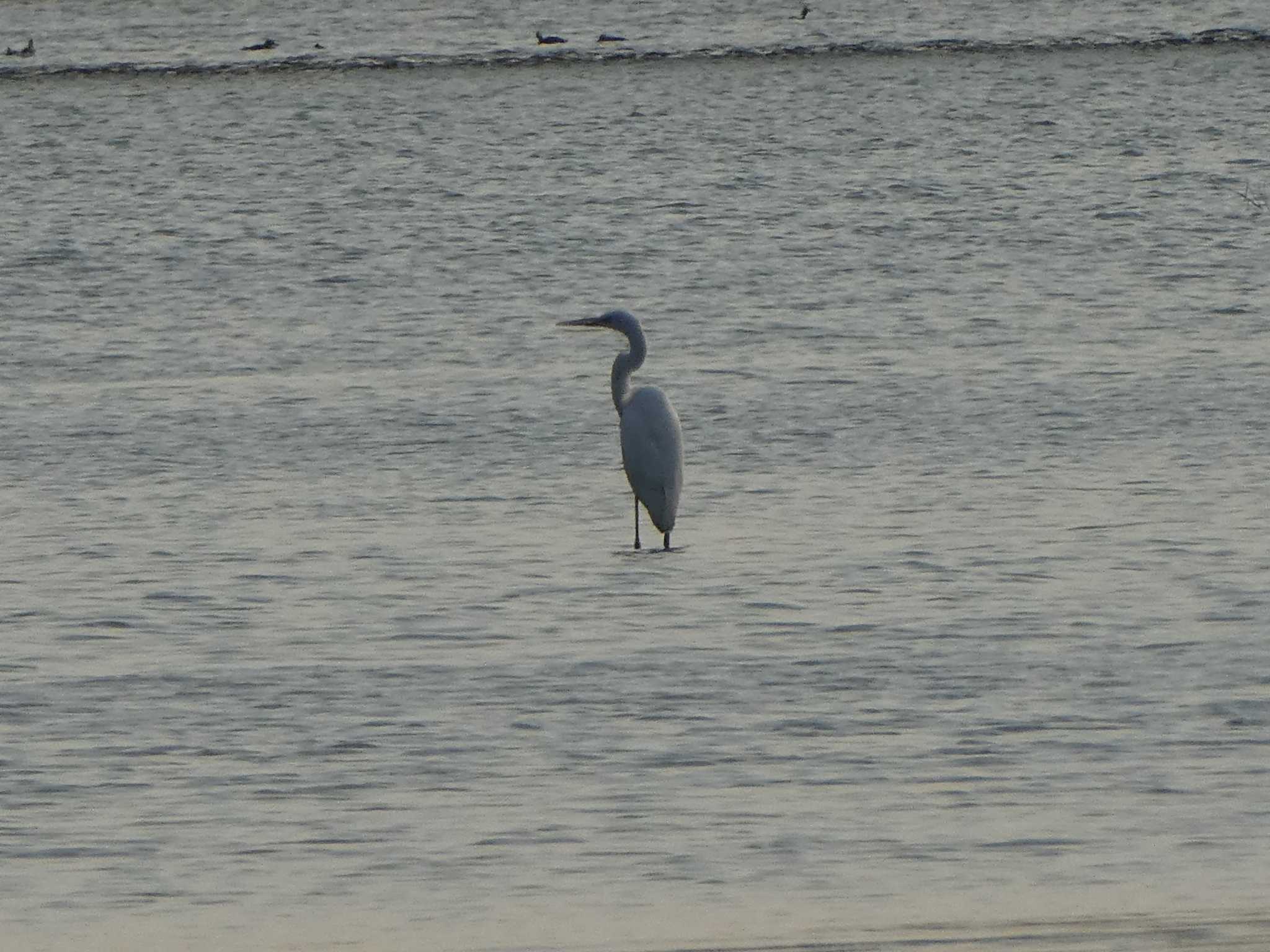 Great Egret