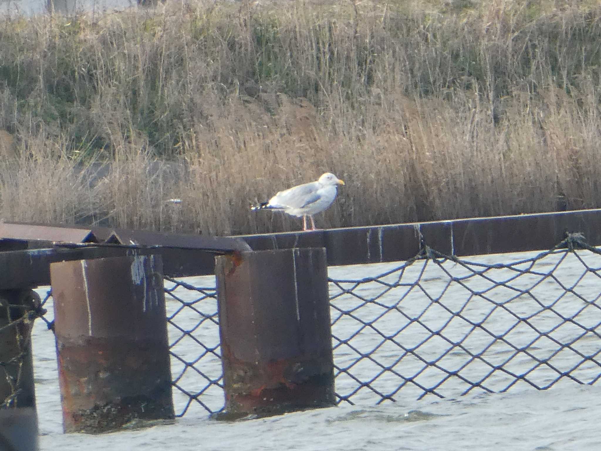 Photo of Vega Gull at 浅野川河口 by Kozakuraband