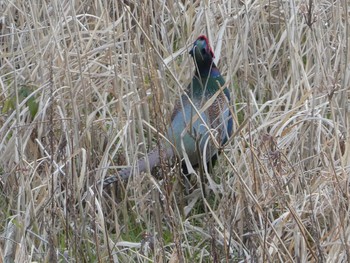 Fri, 3/29/2019 Birding report at 浅野川河口