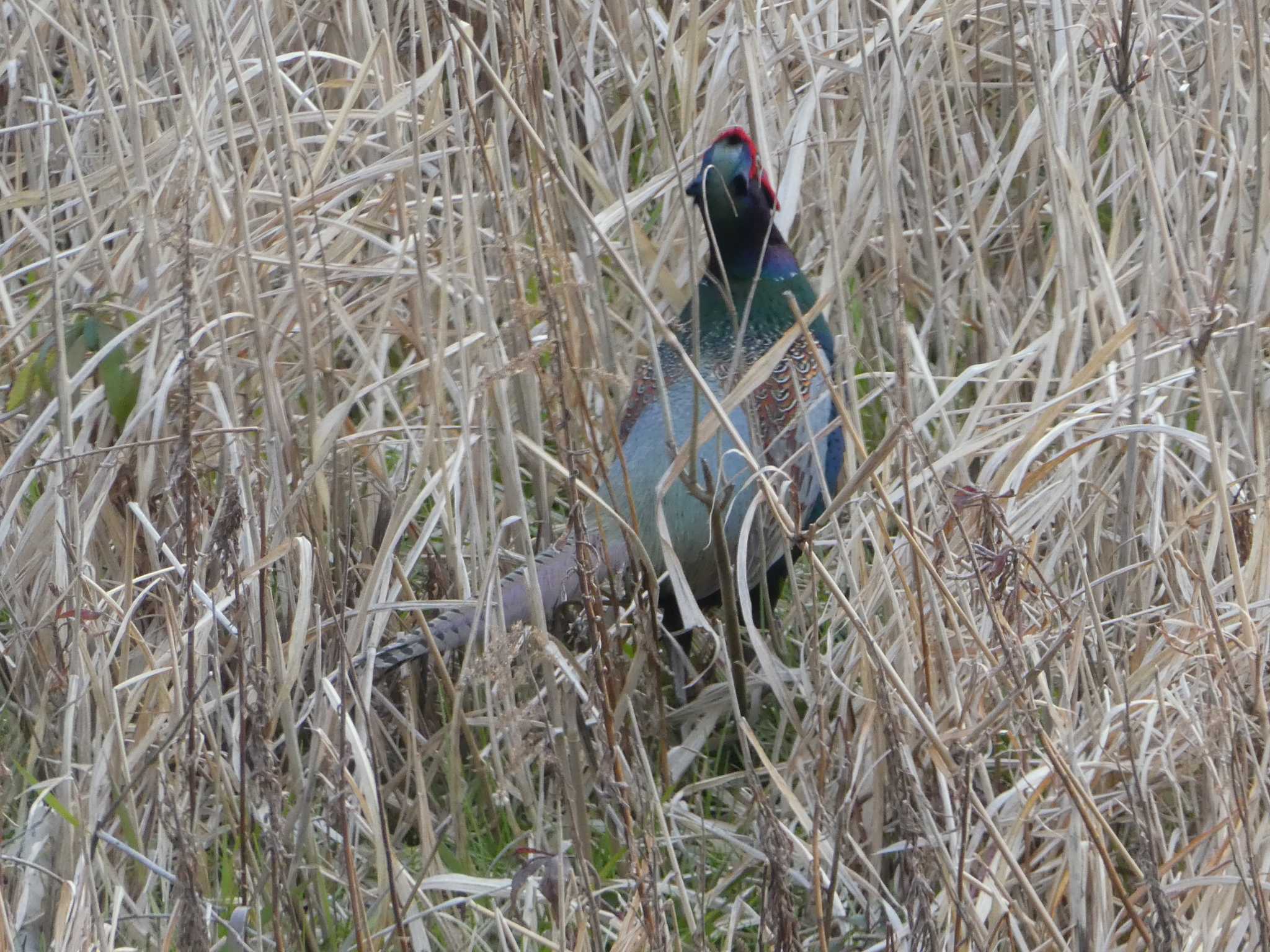 Green Pheasant