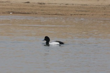 Sat, 3/30/2019 Birding report at 安濃川河口