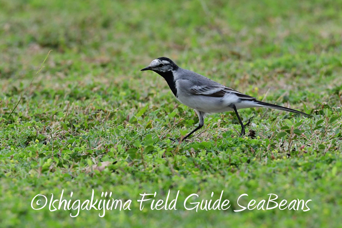 Photo of White Wagtail(ocularis) at Ishigaki Island by 石垣島バードウオッチングガイドSeaBeans