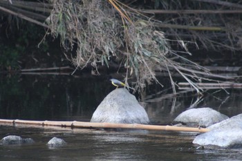 キセキレイ 狩野川 サクラ公園 2019年3月30日(土)