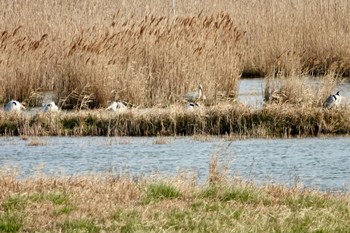 ヘラサギ 場所が不明 2019年3月28日(木)