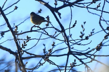 アオジ 野川 2019年3月24日(日)