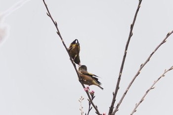 カワラヒワ 場所が不明 2019年3月30日(土)