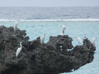 チュウサギ 与論 2019年3月30日(土)