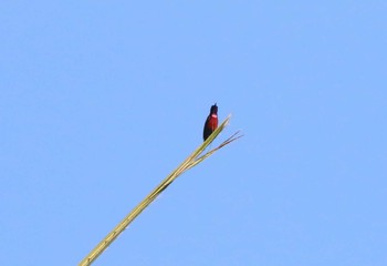 Van Hasselt's Sunbird タイ南部 Mon, 2/25/2019