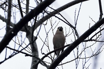 Sun, 3/31/2019 Birding report at 都立武蔵野公園