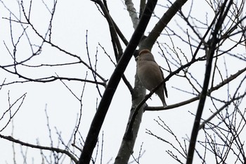 シメ 都立武蔵野公園 2019年3月31日(日)