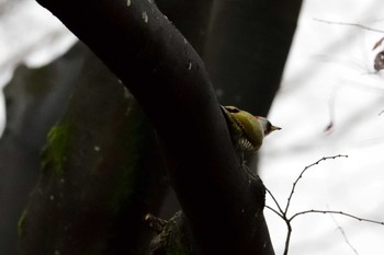 Japanese Green Woodpecker 都立武蔵野公園 Sun, 3/31/2019