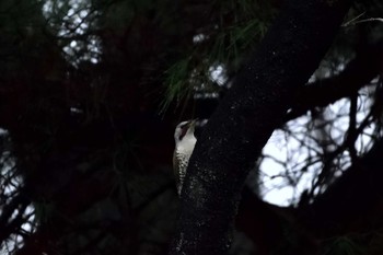 Japanese Green Woodpecker 都立武蔵野公園 Sun, 3/31/2019