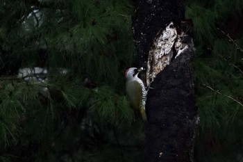 Japanese Green Woodpecker 都立武蔵野公園 Sun, 3/31/2019