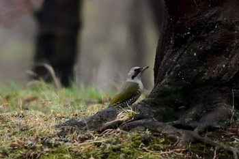 Japanese Green Woodpecker 都立武蔵野公園 Sun, 3/31/2019