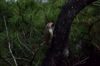 Japanese Green Woodpecker 都立武蔵野公園 Sun, 3/31/2019