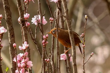 2019年3月28日(木) 三ツ池公園(横浜市鶴見区)の野鳥観察記録