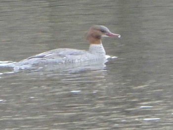 Sat, 3/30/2019 Birding report at 浅野川(松寺橋付近)