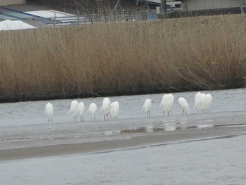 コサギ 浅野川(松寺橋付近) 2019年3月30日(土)