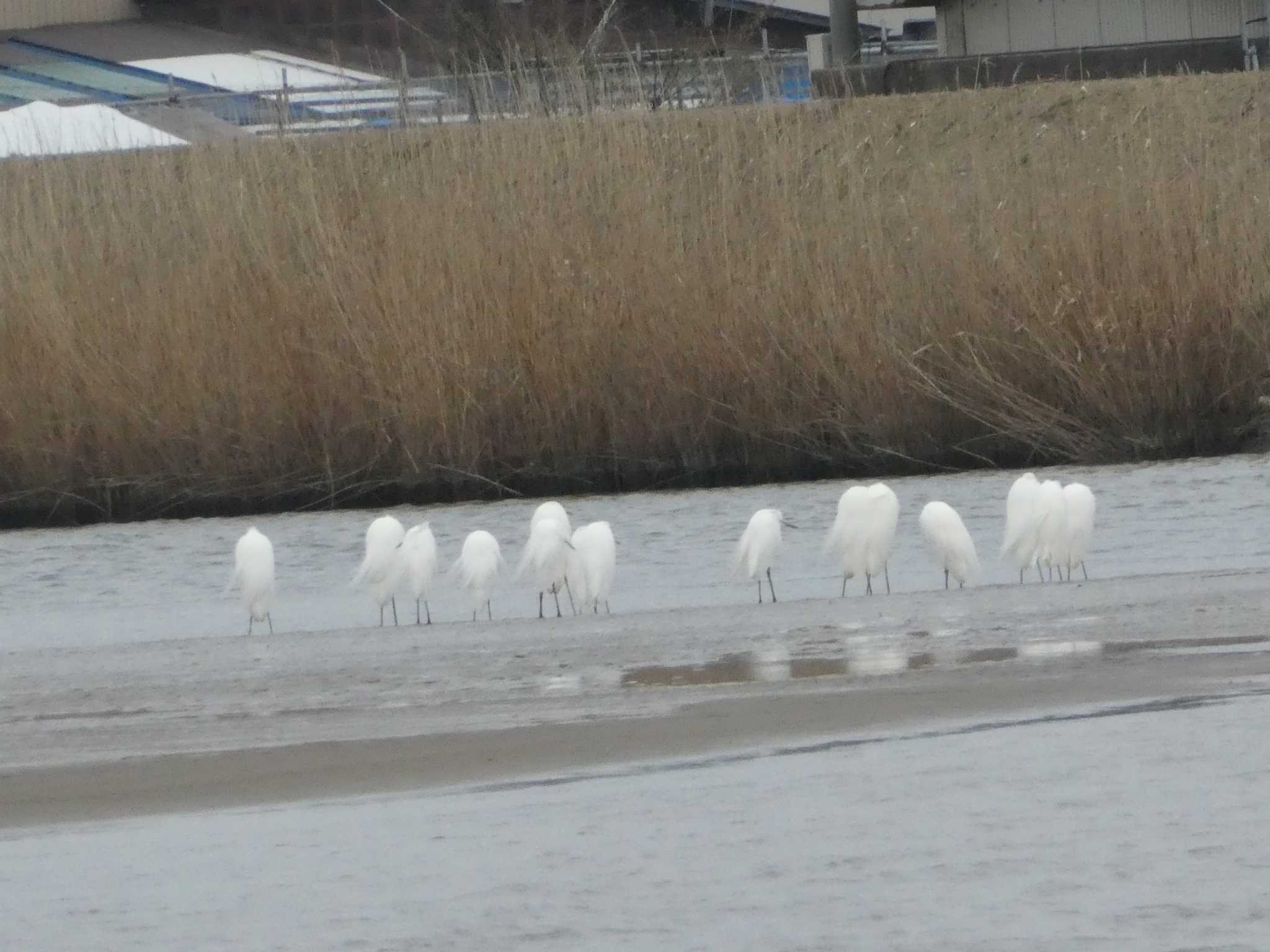 Little Egret