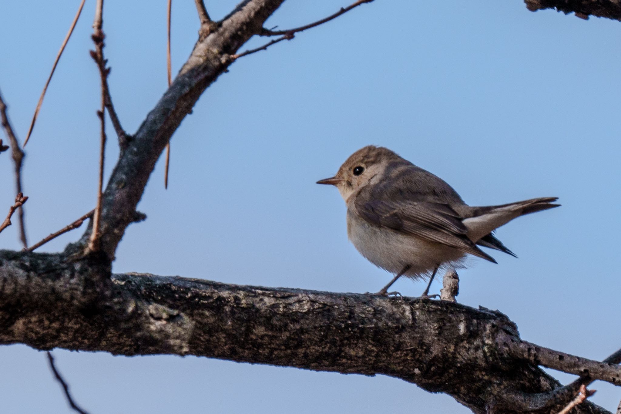 2025年1月31日(金) 多摩川台公園の野鳥観察記録 by Kenji 2025年1月31日(金) 多摩川台公園の野鳥観察記録 by Kenji