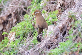 ガビチョウ 小山田緑地公園 2019年3月31日(日)