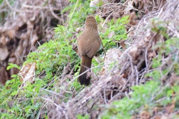 ガビチョウ 小山田緑地公園 2019年3月31日(日)