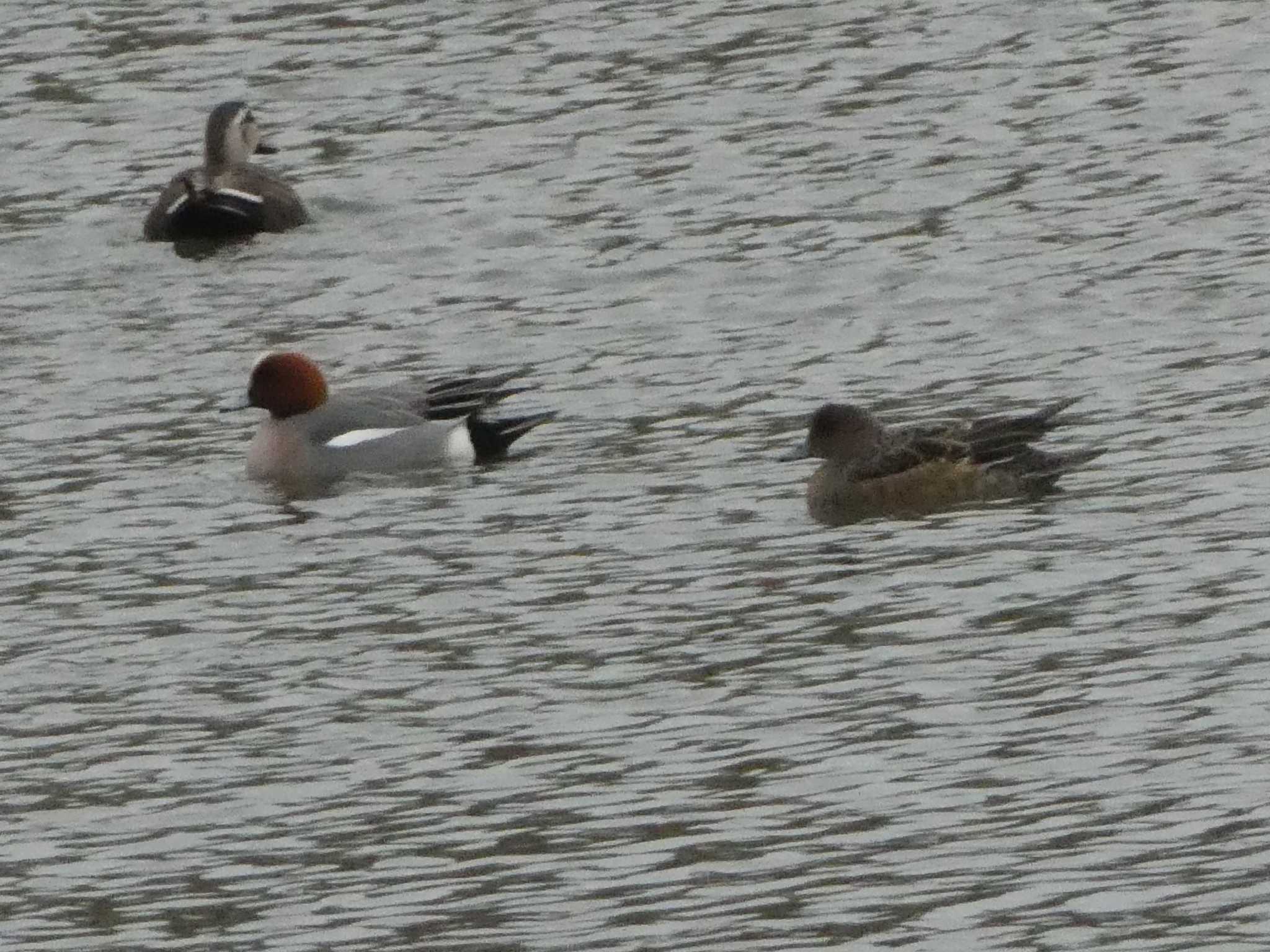 Eurasian Wigeon