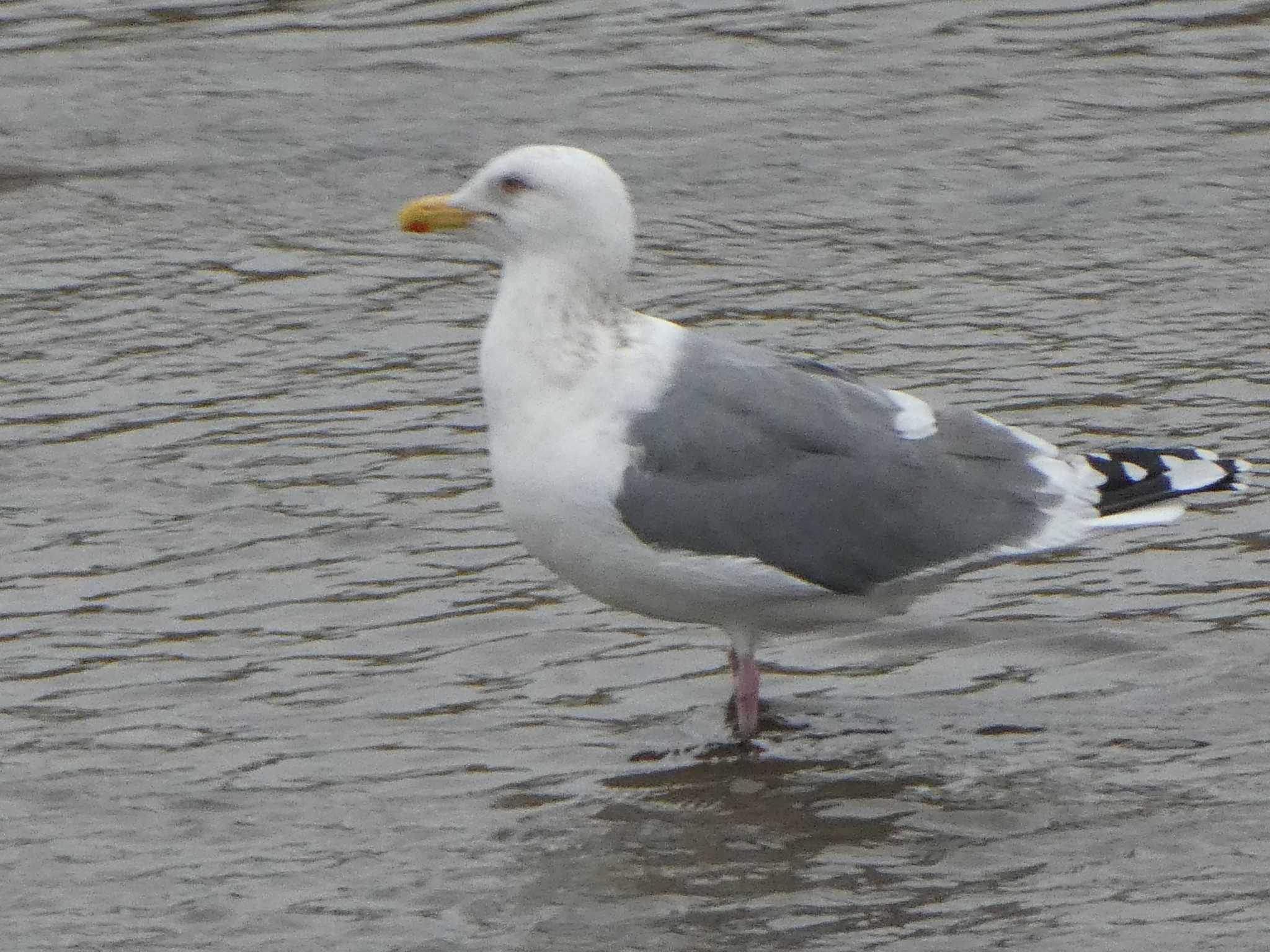 Vega Gull