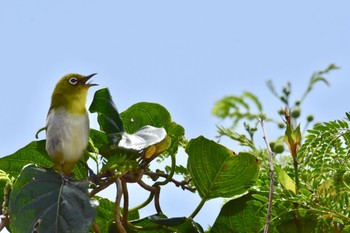 リュウキュウメジロ 糸満市 2019年3月31日(日)