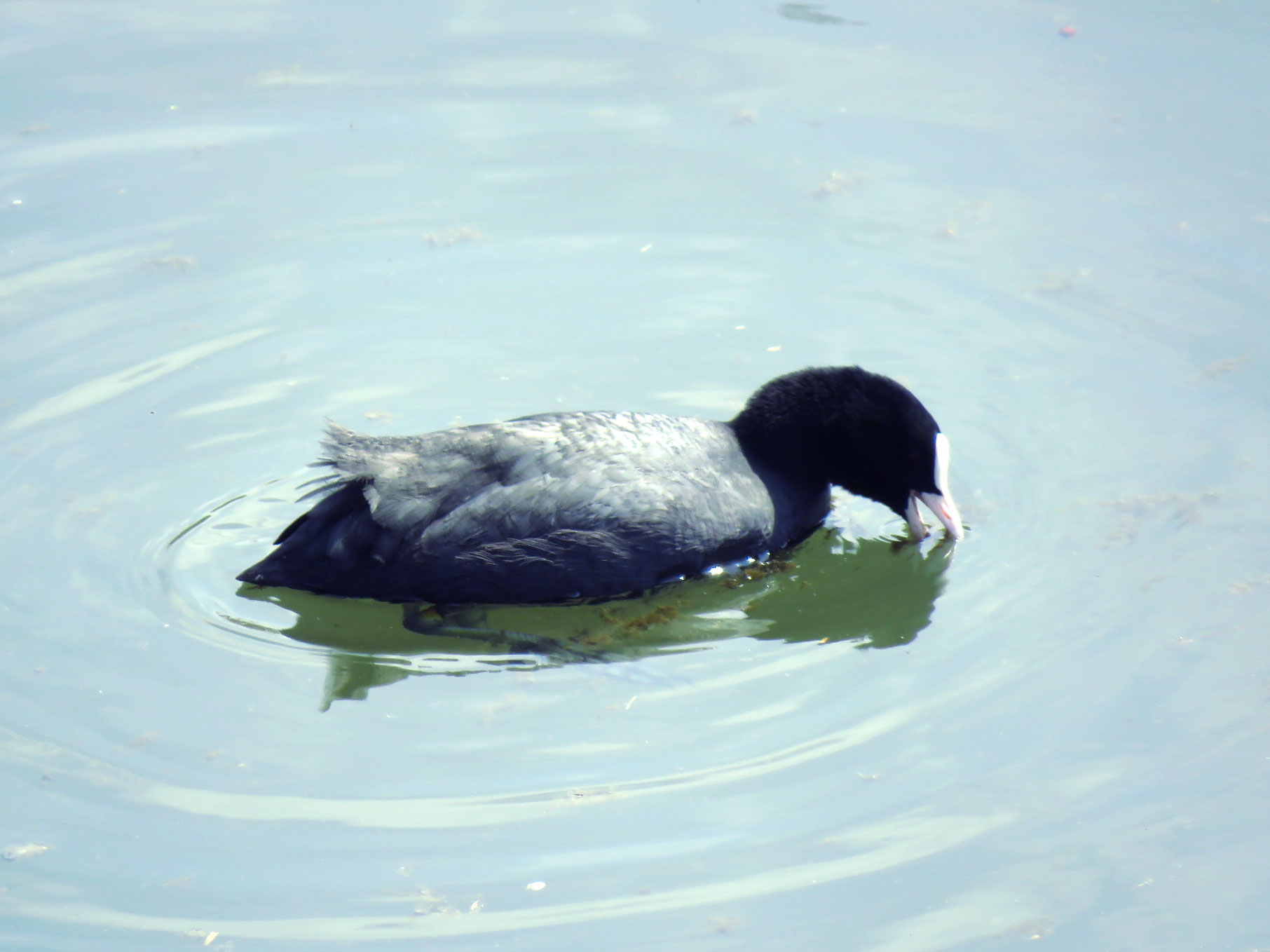 Eurasian Coot