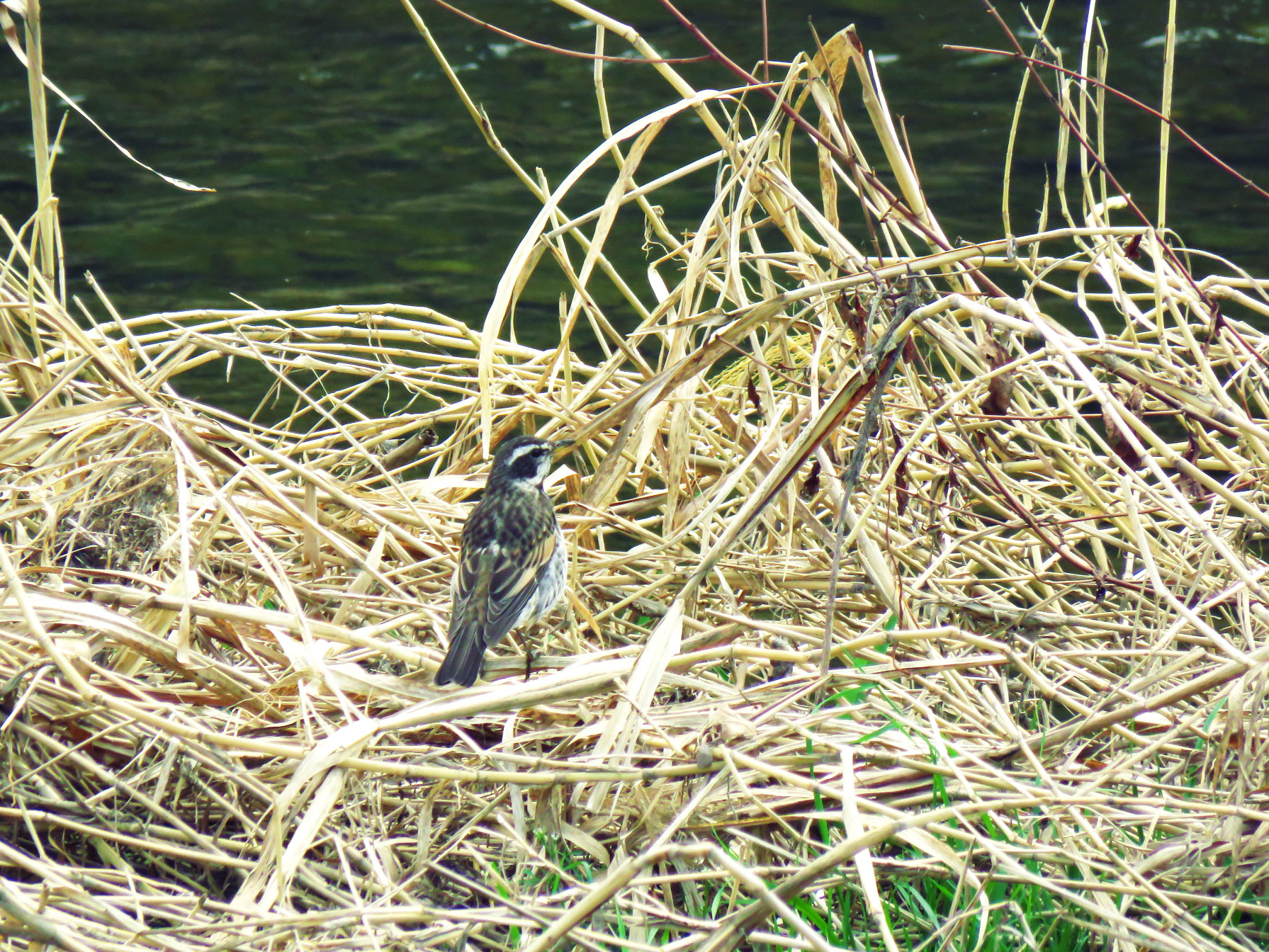 Dusky Thrush