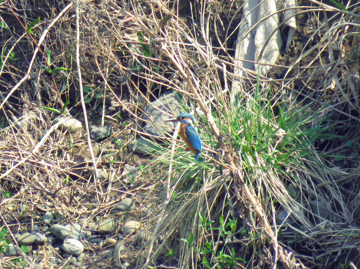 Common Kingfisher