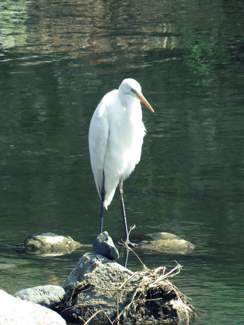 Sun, 3/31/2019 Birding report at 大栗川(多摩川合流地点)