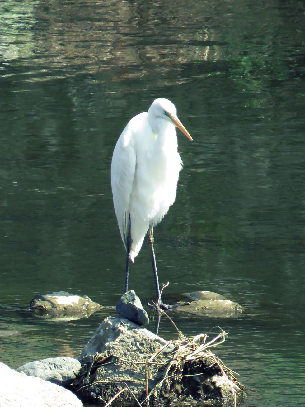 Medium Egret