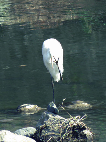 チュウサギ 大栗川(多摩川合流地点) 2019年3月31日(日)