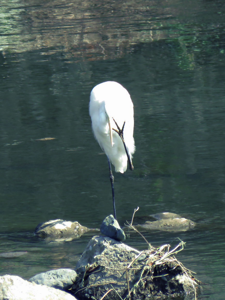 Medium Egret