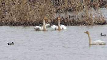 オオハクチョウ 舞鶴遊水地 2019年3月31日(日)