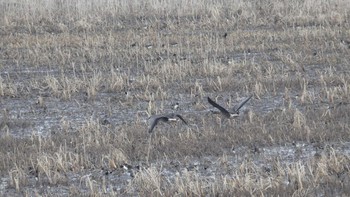 Greater White-fronted Goose 舞鶴遊水地 Sun, 3/31/2019