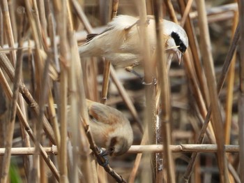 ツリスガラ 兵庫県　加古川市 2019年3月31日(日)