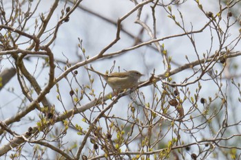 Sun, 3/31/2019 Birding report at Mie-ken Ueno Forest Park