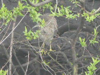 2019年3月31日(日) 奈良山公園の野鳥観察記録