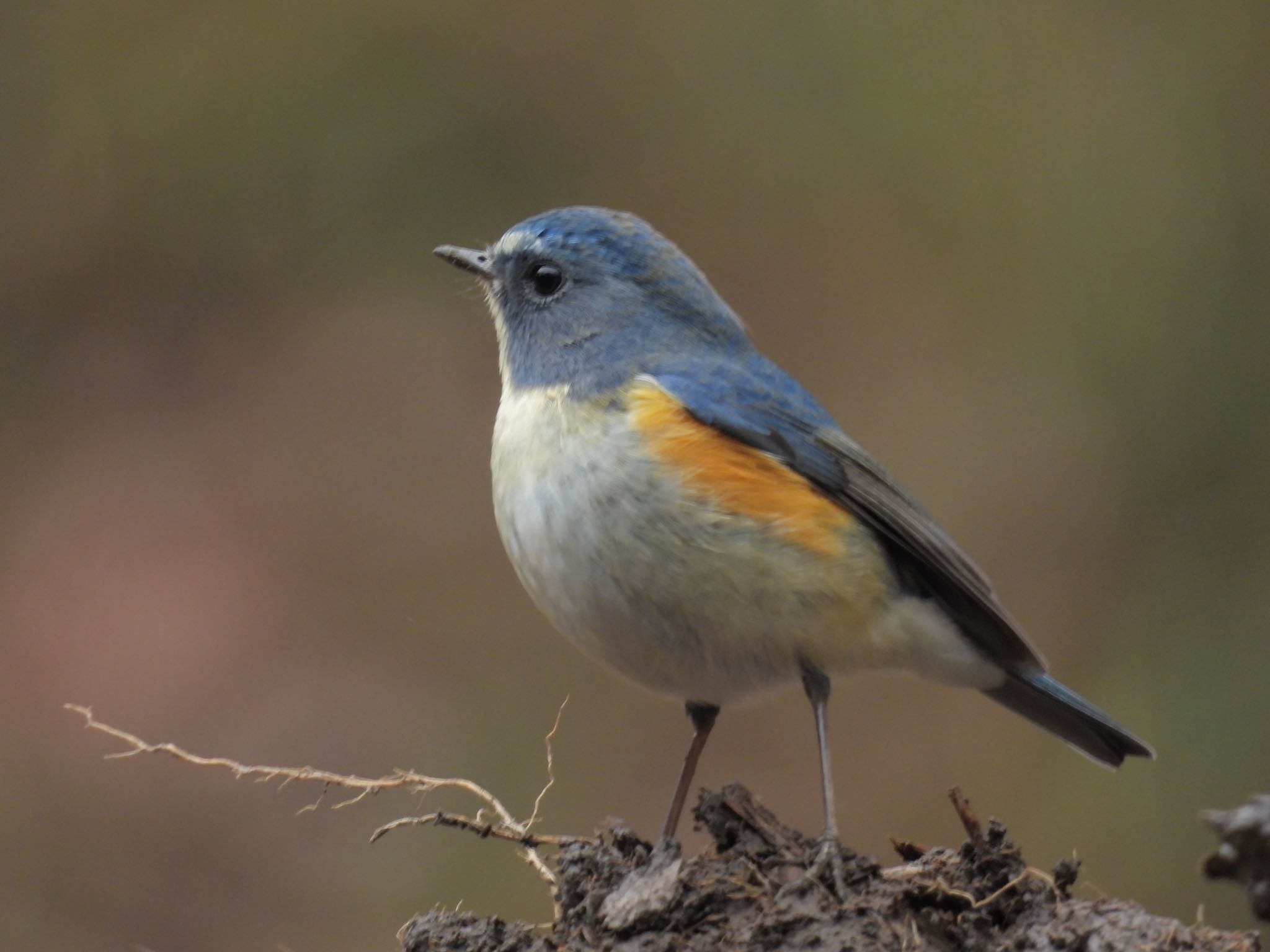 2025年1月31日(金) 神奈川県自然環境保全センターの野鳥観察記録 2025年1月31日(金) 神奈川県自然環境保全センターの野鳥観察記録