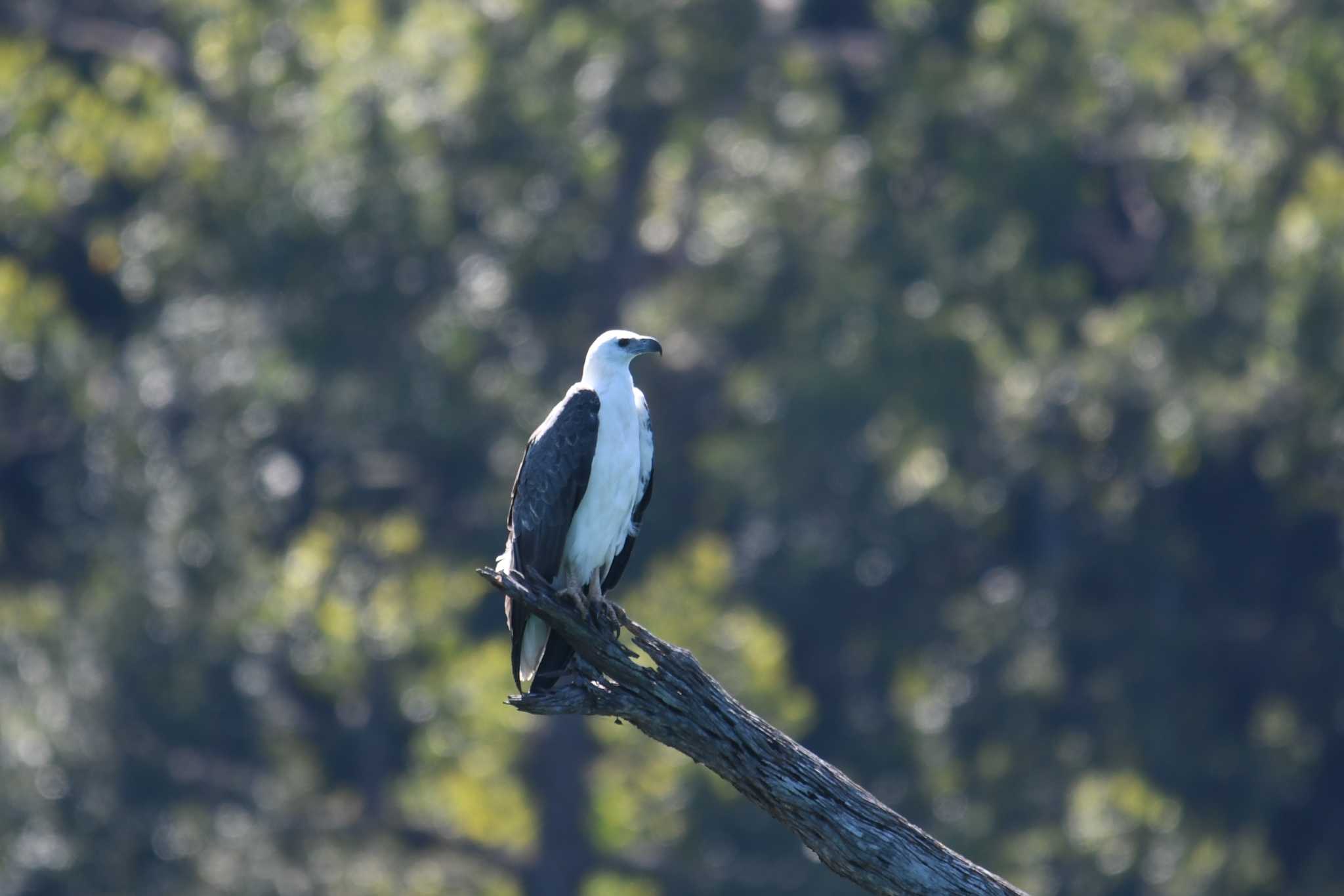 Photo of White-bellied Sea Eagle at Khao Sok NP by あひる