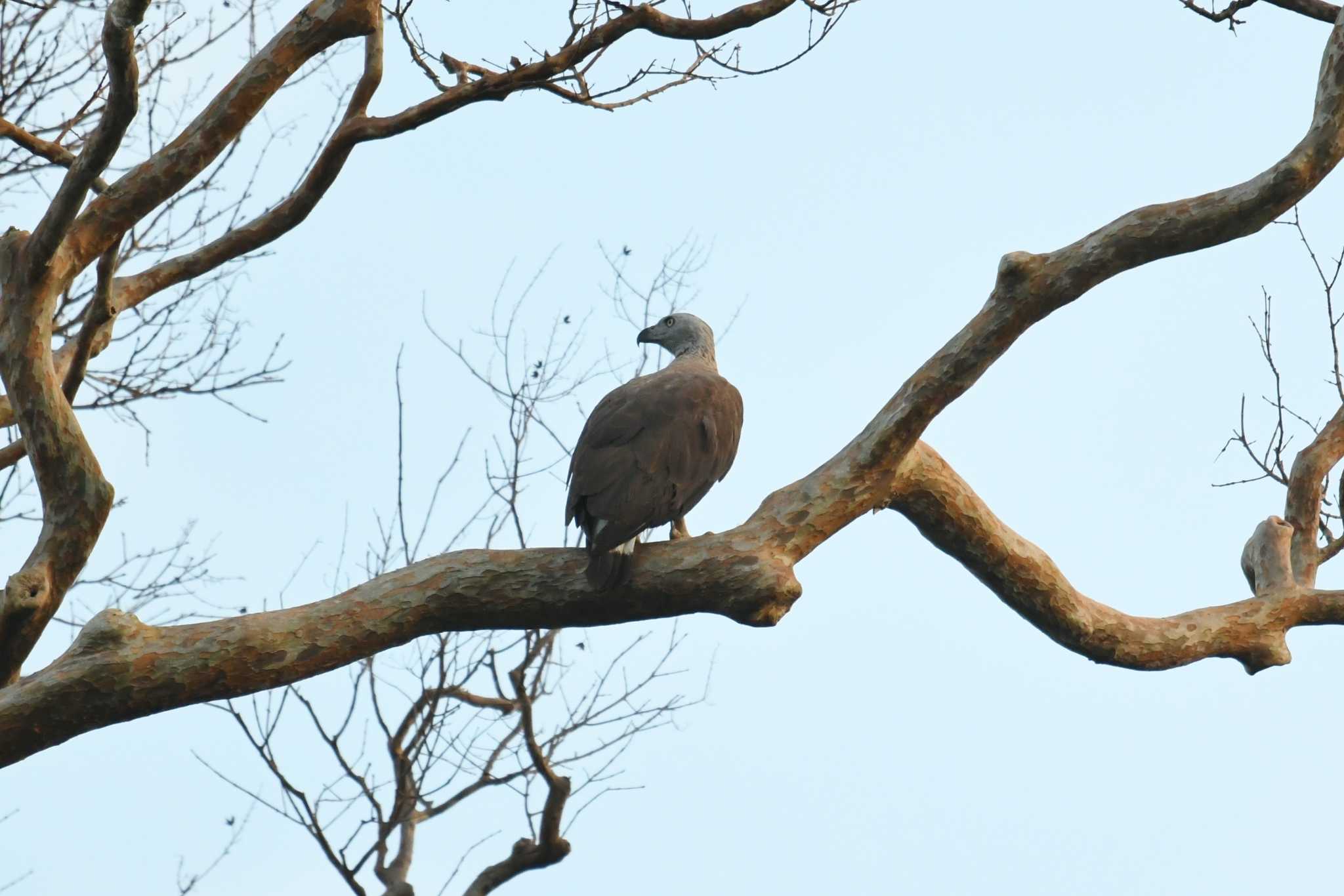 Grey-headed Fish Eagle