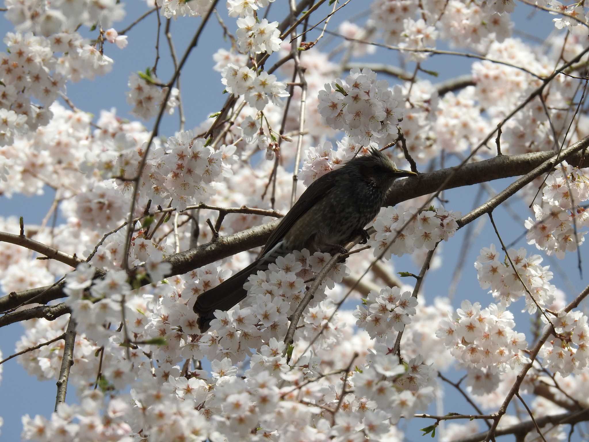 京都御苑 ヒバリの写真 by hideneil