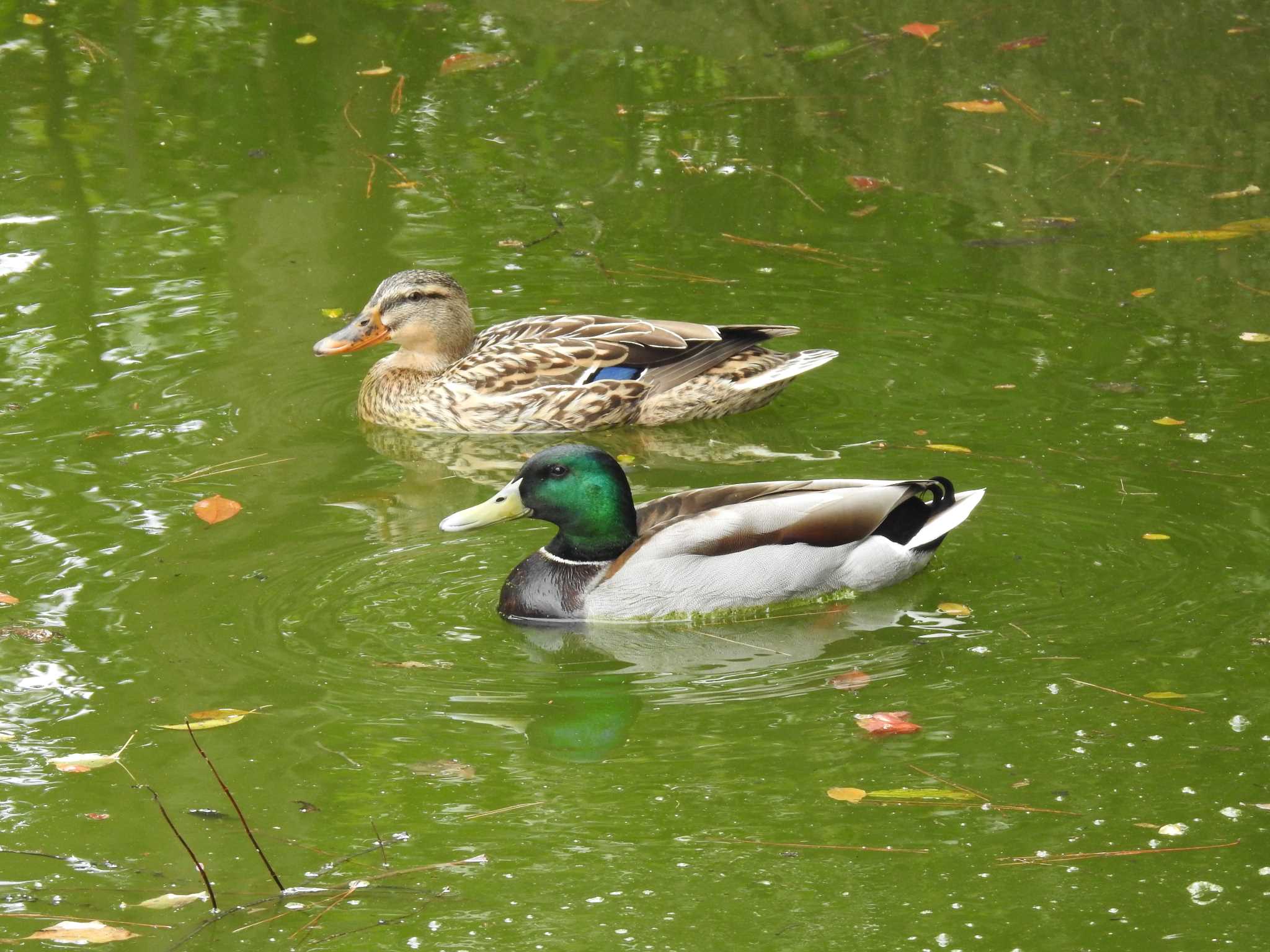 京都御苑 マガモの写真 by hideneil